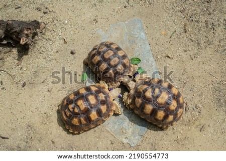 Sucata tortoise eating vegetables with nature background
