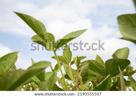 Close-up of soybean plants with beans blue sky in an argo field. Front view Royalty-Free Stock Photo #2190555507