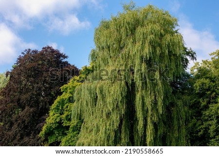 Selective focus green leaves of pendulous branchlets in summer, 
Salix babylonica plant in the park, Weeping willow (Treurwilg) is a species of willow native to dry areas, Greenery nature background. Royalty-Free Stock Photo #2190558665
