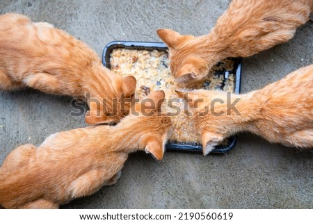 A Group of four little hungry cats orange ginger yellow cats eating delicious wet food from a black bowl on the cement floor. People are favorite pets. Top view concept.