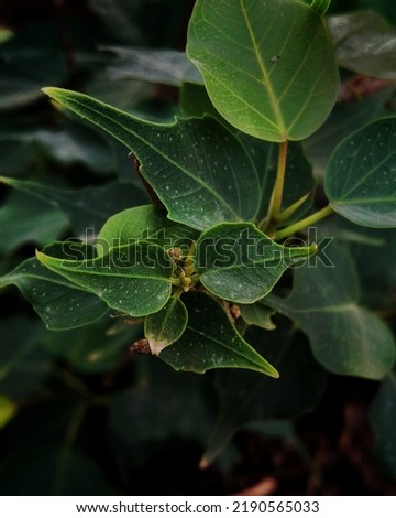 This is an plant image