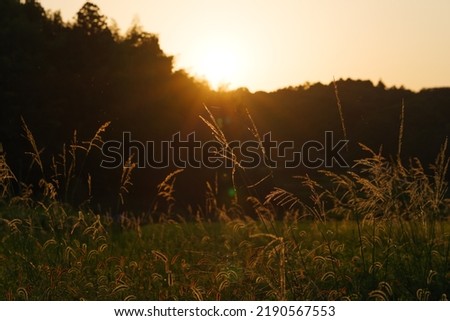 Autumn, silver grass shining in the evening sun