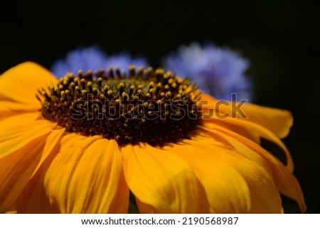 Orange sunflower close-up on a blurred background of cornflowers