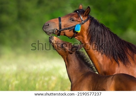 Bay mare and foal close up portrait in motion Royalty-Free Stock Photo #2190577237