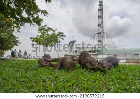 A group of smooth-coated otters (Lutrogale perspicillata) from the Bishan family, plays on the grass patch next to the F1 Pit Building, Singapore.