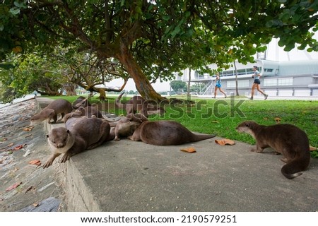 A group of smooth-coated otters (Lutrogale perspicillata) from the Bishan family, plays on the grass patch next to the F1 Pit Building, Singapore.