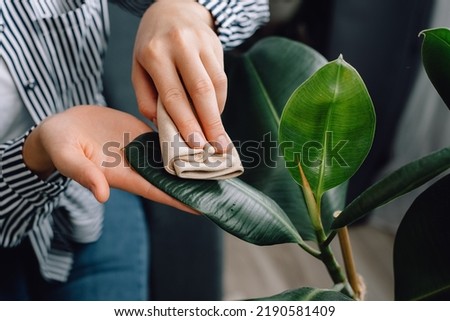 Top view of female hands wiping dust from big green leaves of plant. Unrecognizable caring young woman cleans indoor plants, takes care leaf. Gardening, housewife and housework chores concept Royalty-Free Stock Photo #2190581409