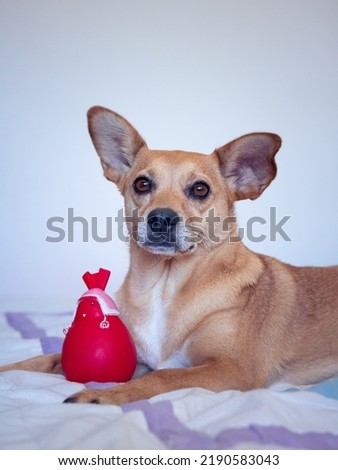 A cute brown mixed-breed dog with perky ears and sharp big eyes staring at the camera and lying on a comfy bed next to a squeaky red toy isolated on white background Royalty-Free Stock Photo #2190583043