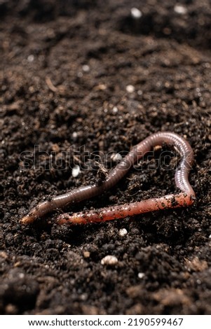 Big beautiful earthworm in the black soil, close-up