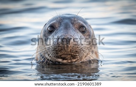 Grey seal on Scottish coast with sparling eyes watching everything Royalty-Free Stock Photo #2190601389