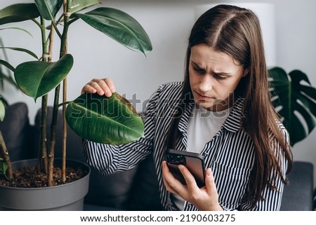 Anxious young brunette female holding smartphone, reading information about plant diseases sitting on couch at home. Indoor plants diseases disorders Identification and treatment, houseplants sunburn Royalty-Free Stock Photo #2190603275