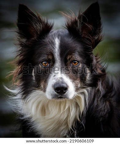 Wise black and white old collie dog by Scottish river