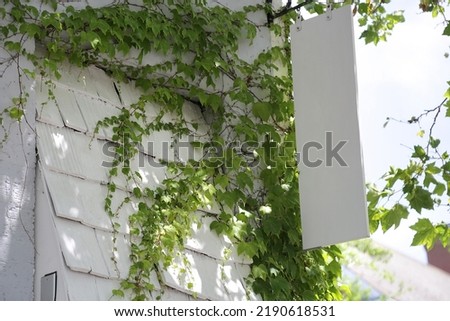 The white board sign with ivy wall background