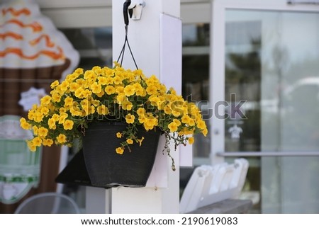 Yellow million bells (calibrachoa) flowers in the hanging black plastic pot. Royalty-Free Stock Photo #2190619083