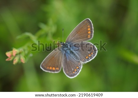 Female common blue butterfly (Polyommatus icarus). Royalty-Free Stock Photo #2190619409