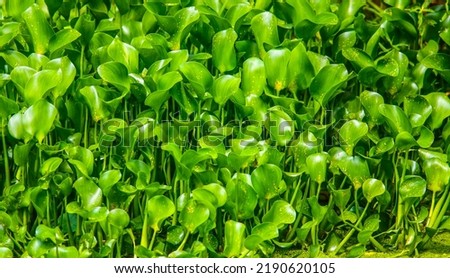 Water Hyacinth in swamps in Louisiana Royalty-Free Stock Photo #2190620105