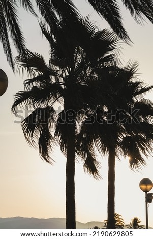 Beautiful silhouettes of palm trees in the backlight of the sunset with stylish lantern near the seashore. Beautiful atmospheric summer travel vacation concept background.