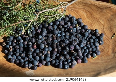 Collecting berries of Juniper from nature, organic fruits, Juniperus communis.  Royalty-Free Stock Photo #2190641489