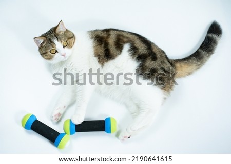 top view scottish cat workout with dumbbell on white background