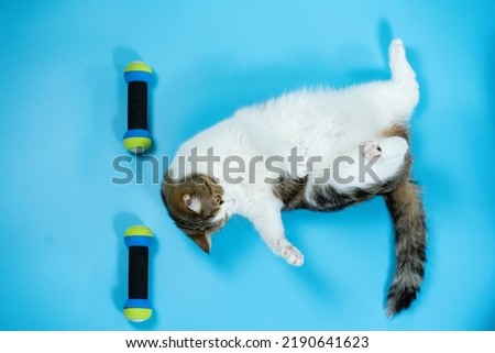 top view scottish cat workout with dumbbell on blue background