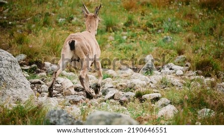 A female mountain goat crosses the rocks of the North Caucasus