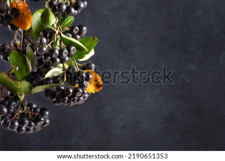Chokeberry, aronia melanocarpa. Branches of black chokeberry with berries and leaves against black background. Copy space. Royalty-Free Stock Photo #2190651353