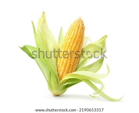 Fresh corn isolated on white background. Clipping path. Royalty-Free Stock Photo #2190653317