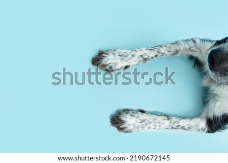 Close-up puppy dog legs lying down. Isolated on blue pastel background