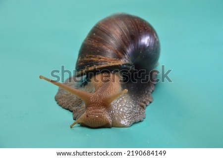 Giant snail Achatina fuliki close-up