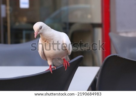 white pigeon sit on the chair in outdoor summer cafe close up photo