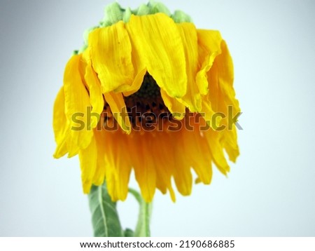           sunflower without water can no longer greet the sun                                   