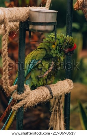 Photo of an Ara militaris or military macaw posingscared on top of a rope ladder, with very colorful feathers.