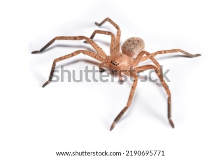 Closeup picture of a female of the brown Mediterranean huntsman spider Olios argelasius (Araneae: Sparassidae) from Italy photographed on white background.