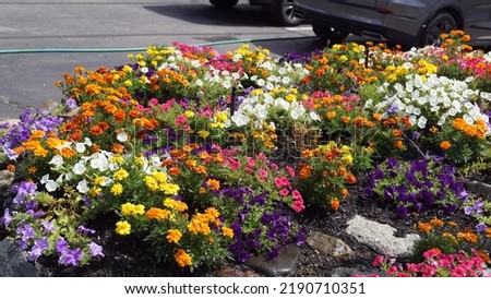 Flowers nature stock beautiful colorful