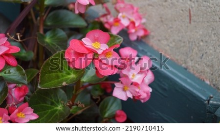 Flowers nature stock beautiful colorful