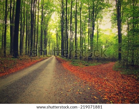 Asphalt way bellow beech trees. Autumn forest surrounded by fog. Rainy day.  