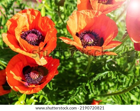 Close-up of red poppies on a summer sunny day.