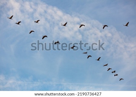 Birds in flight. Flock of cranes returning from warm lands in blue spring sky.. Royalty-Free Stock Photo #2190736427