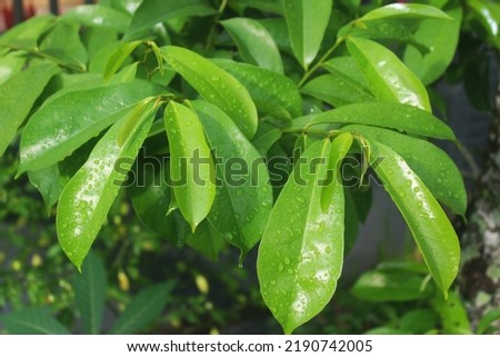
Leaves from soursop tree after rain
