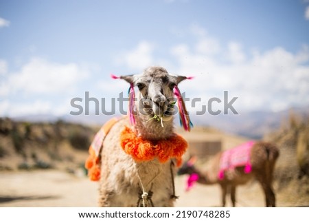 Llama chewing alfalfa in a peruvian valley. Concept of animals in South America.