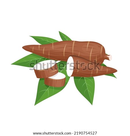 Vector illustration, cassava root (Manihot esculenta, also known as manioc) and leaves, isolated on white background, as a banner, poster or national tapioca day template. Royalty-Free Stock Photo #2190754527