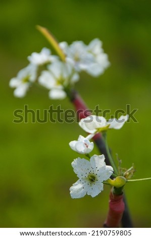 Agricultural grafting technology of pear trees and blooming pear flowers