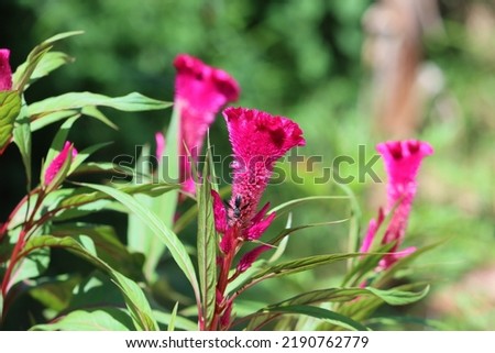 Cambodia. Celosia is a small genus of edible and ornamental plants in the amaranth family, Amaranthaceae.