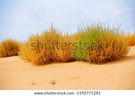 Autumn blooming Saltwort plant on the beach. Prickly glasswort or prickly saltwort, an anual coastal plant and cloudy sky on background Royalty-Free Stock Photo #2190775281