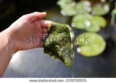 Picking up string algae bloom in koi fish pond - cleaning algae maintenance