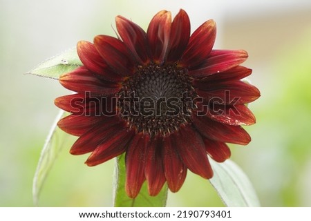 Close up of red sunflower (claret) Royalty-Free Stock Photo #2190793401