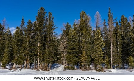The road trampled in the snow goes into the coniferous forest. Tall evergreen trees against a clear blue sky. Altai. Siberian Taiga