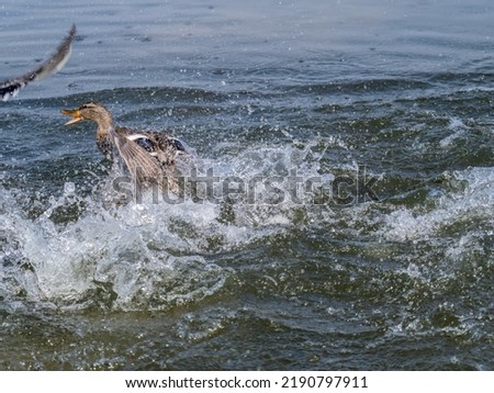 Two wild ducks on the river are fighting for a piece of bread. Mallard, lat. Anas platyrhynchos, females