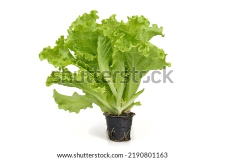 Lettuce sold in a pot. Longer preservation of freshness. Royalty-Free Stock Photo #2190801163
