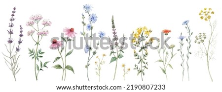 Beautiful floral set with watercolor hand drawn summer wild field flowers. Stock illustration. Clip art.